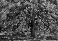 Spring Tree