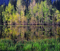 Spring Morning Trees