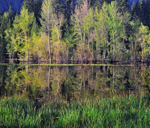 Spring Morning Trees