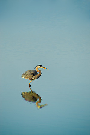 Bird Reflection