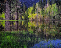 Yosemite Spring Morning