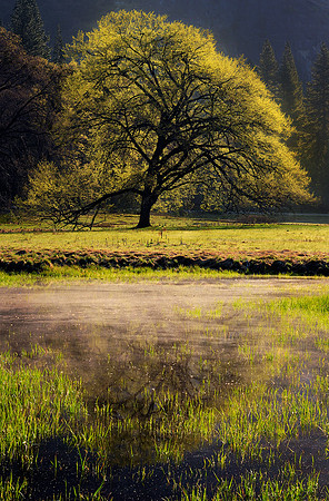 Elm Tree at Cooks Meadow