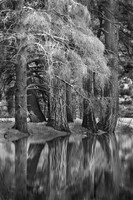 Morning Reflection
