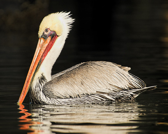 Pelican Portrait