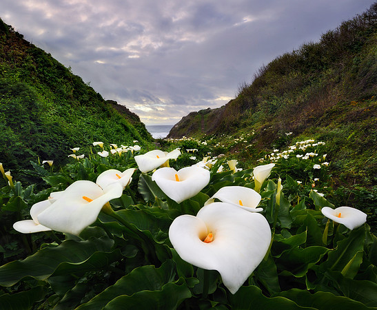 Cala Lillies @ Garrapata Beach