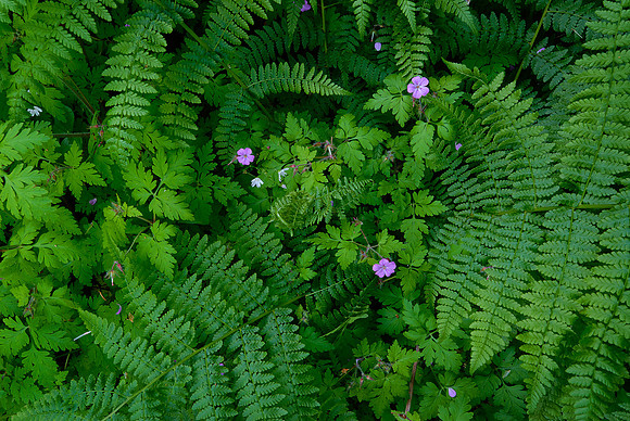 Forest Ground