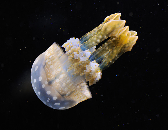 Launch - Jelly Fish