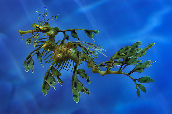 Leafy Sea Horse